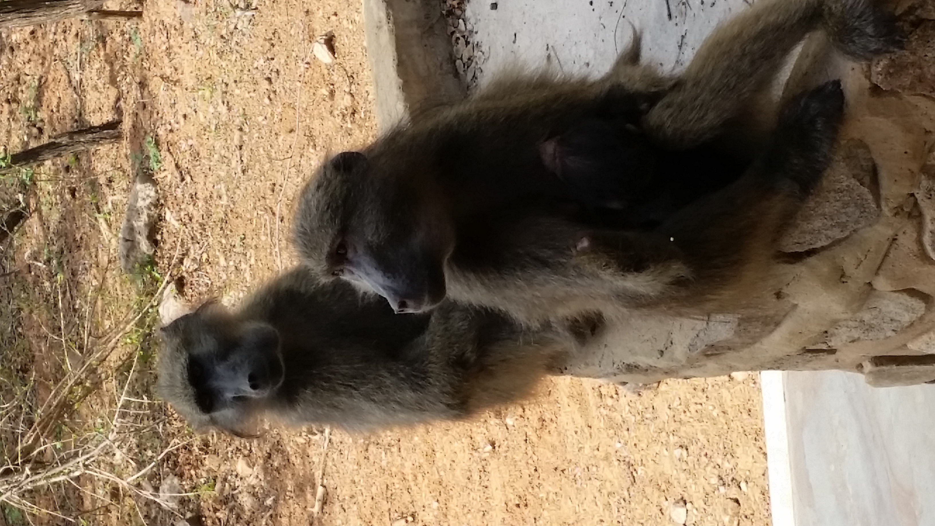 Baboon