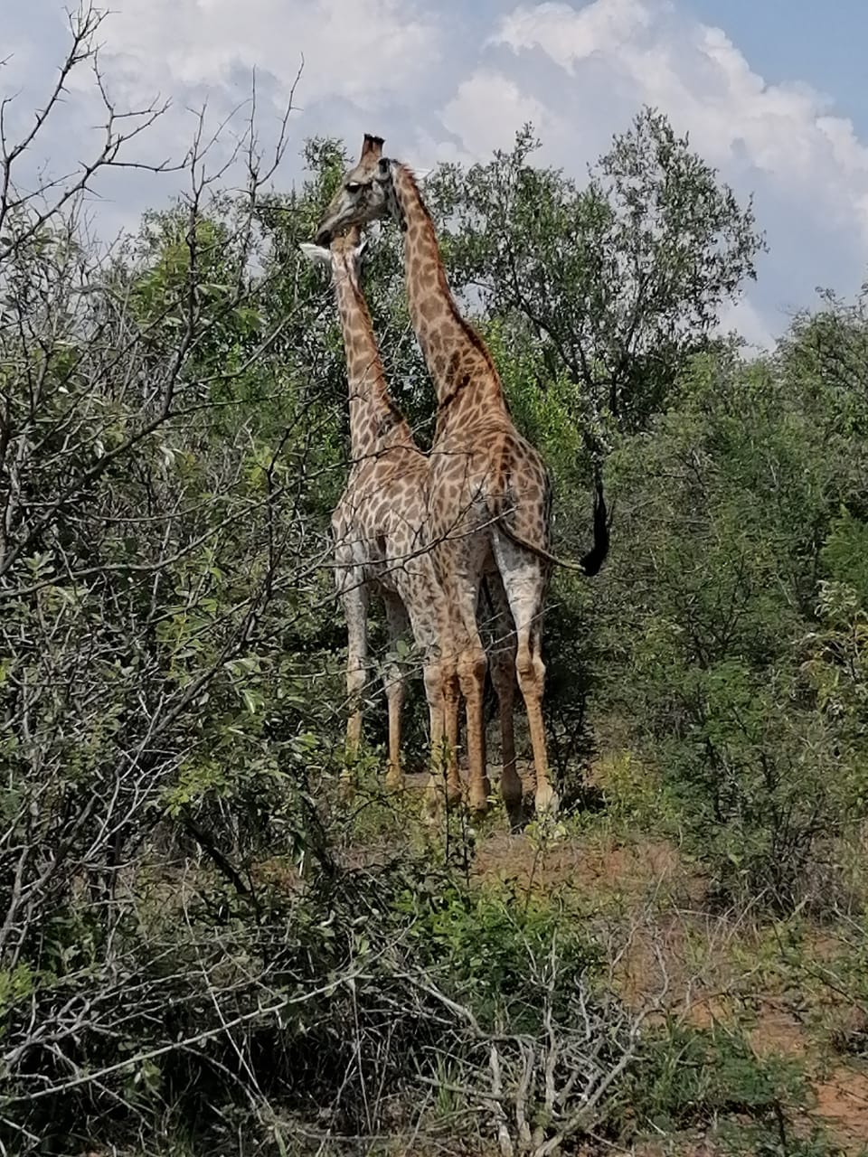 Giraffe - Open