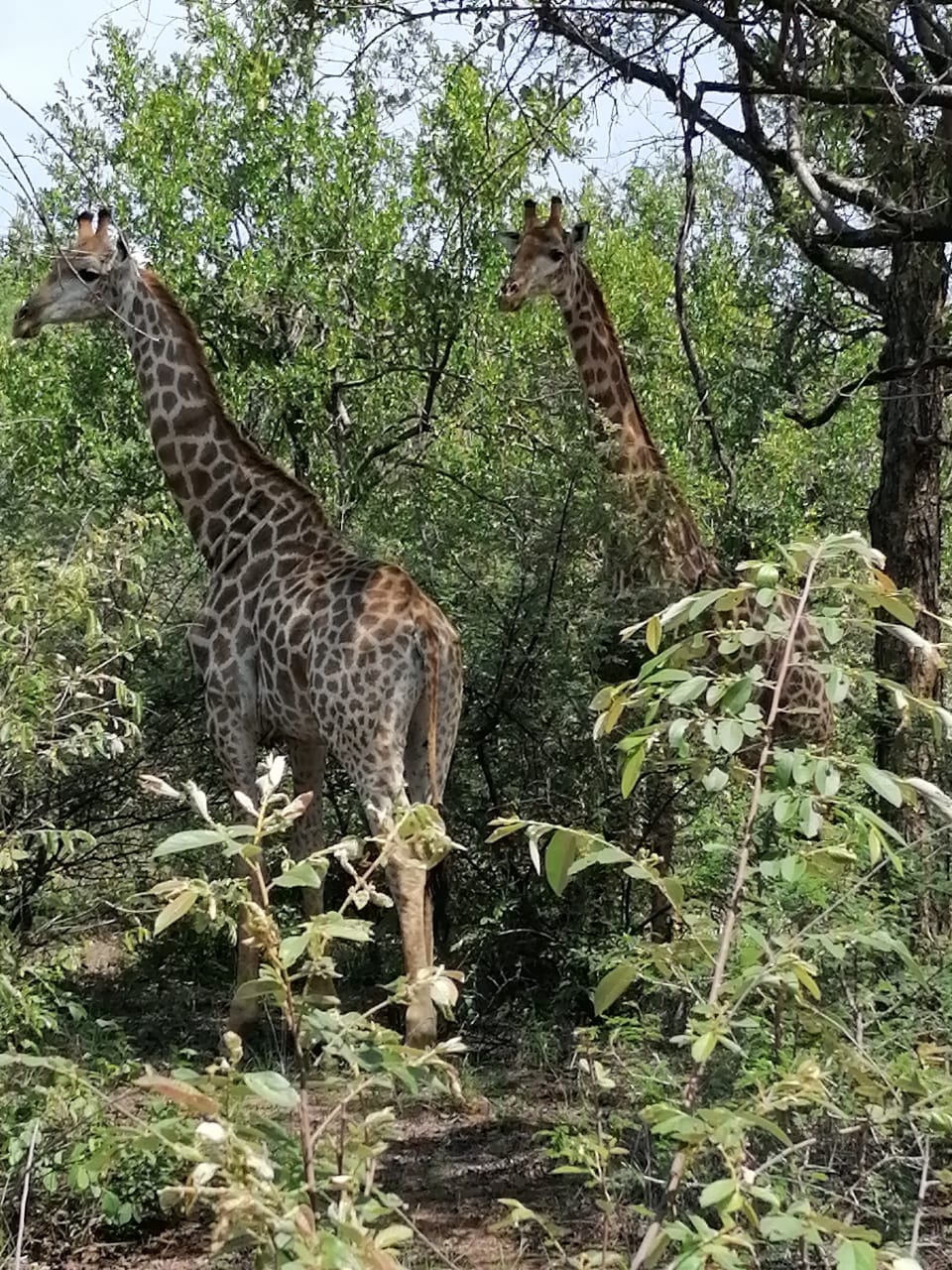Giraffe