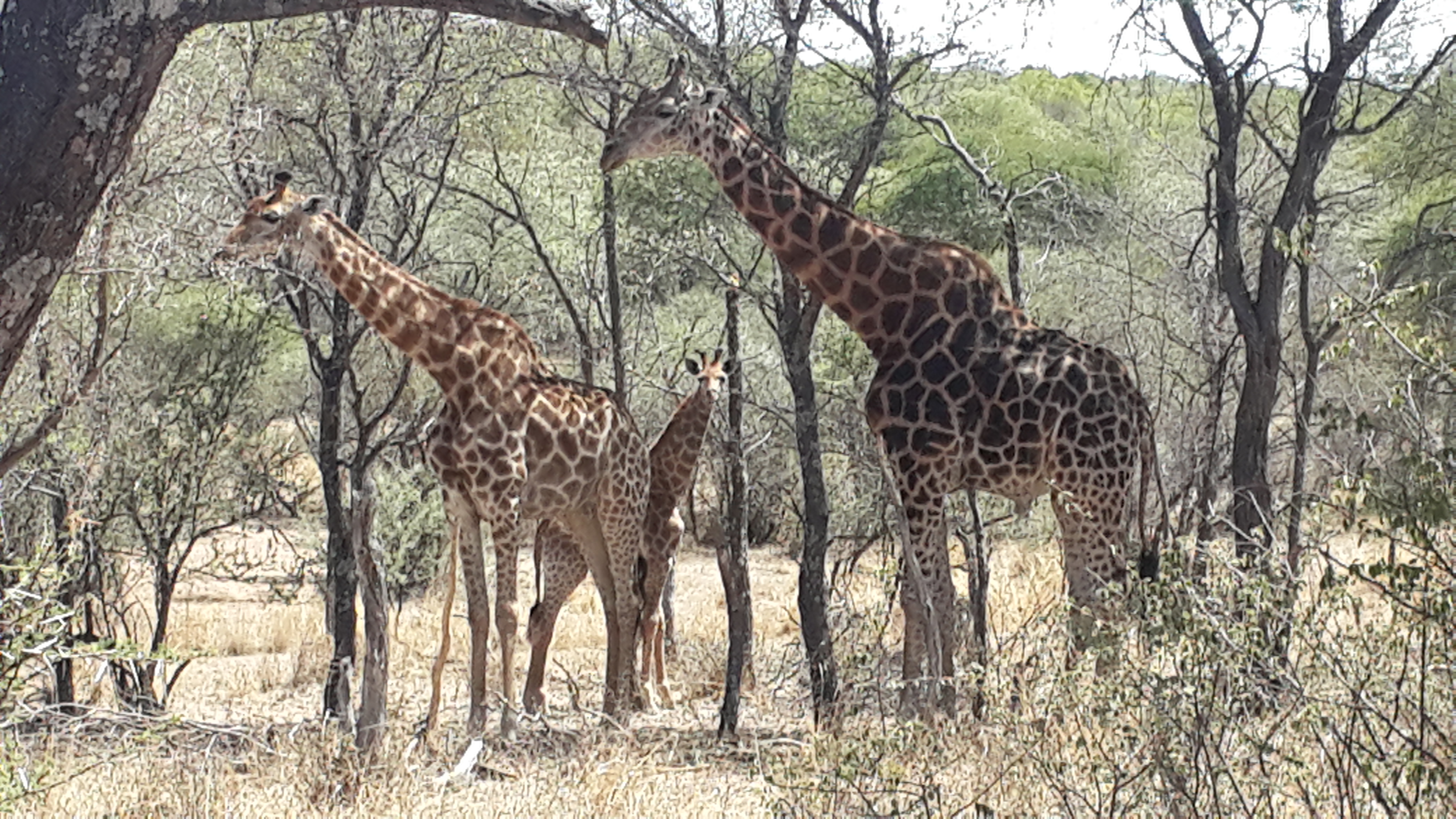 Giraffes