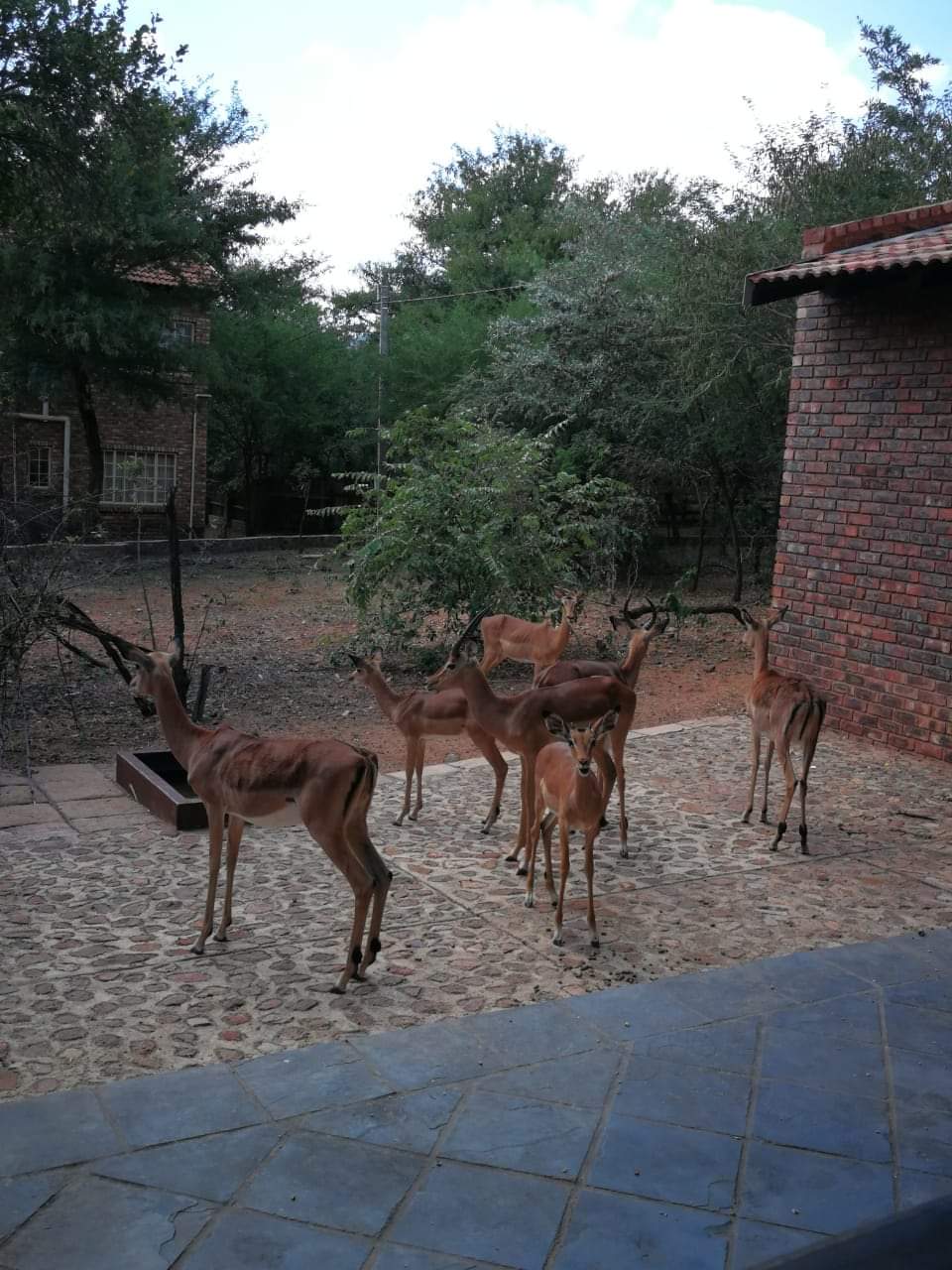 Impala