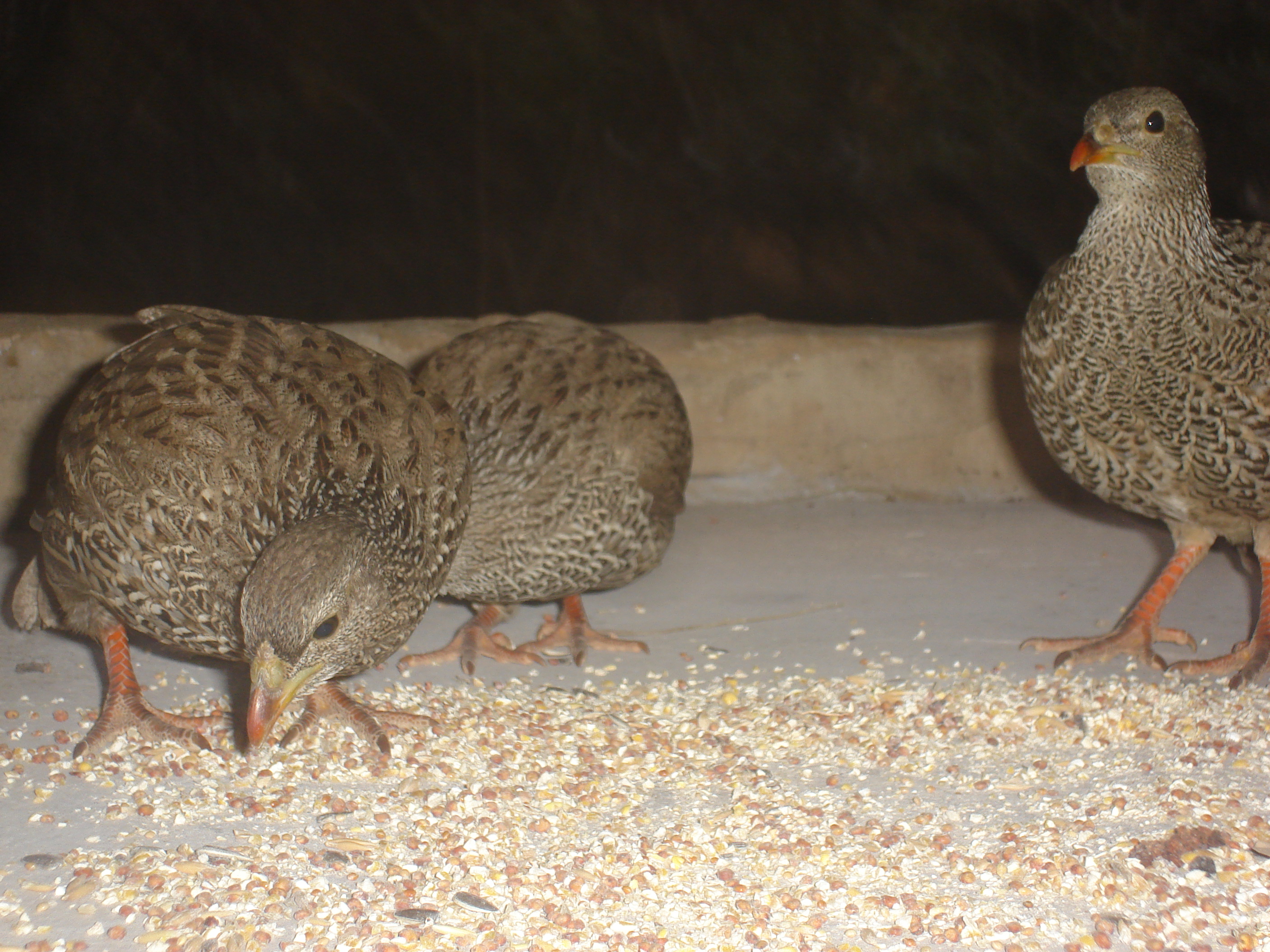 Partridge