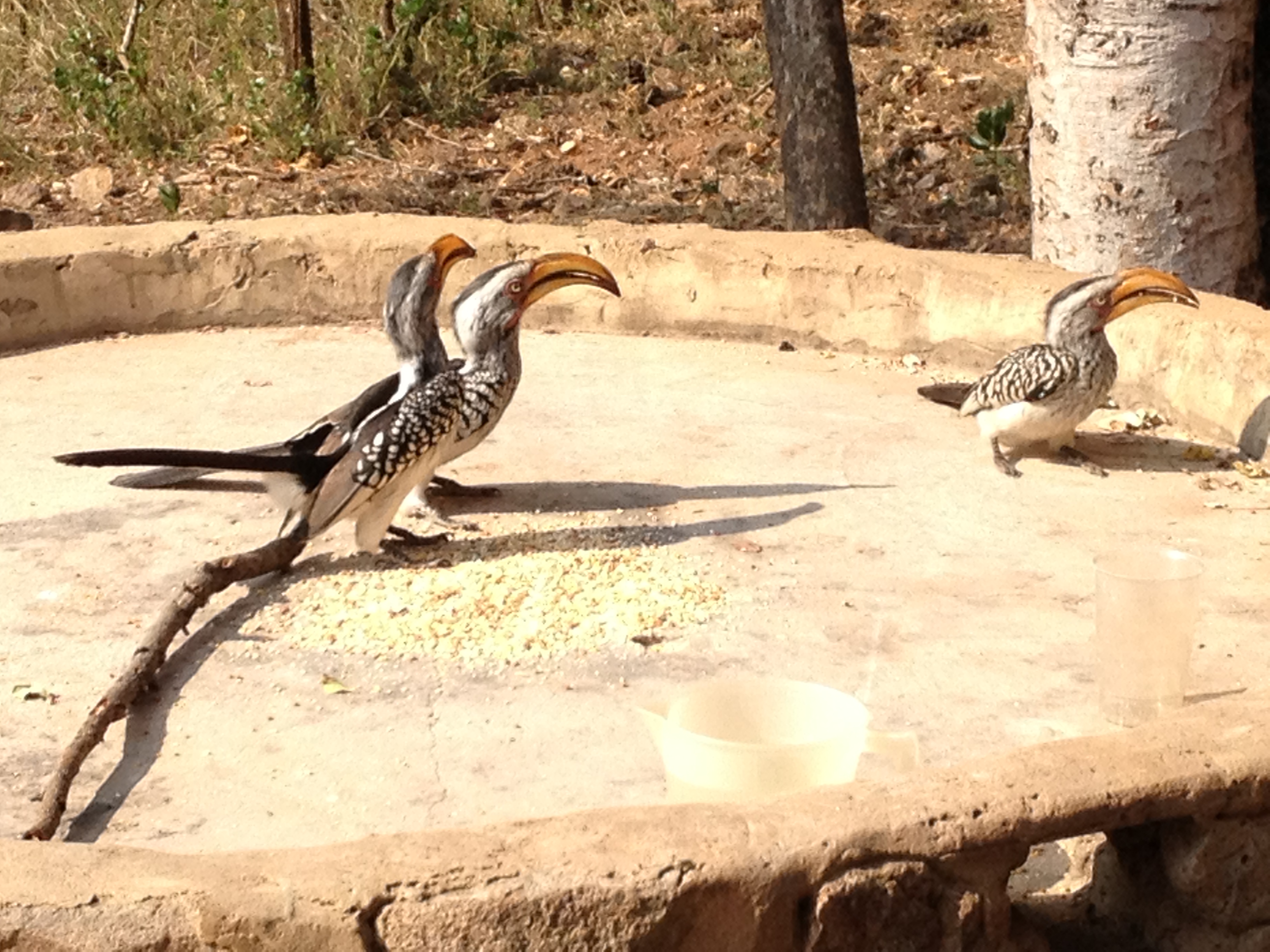 Yellow Hornbill