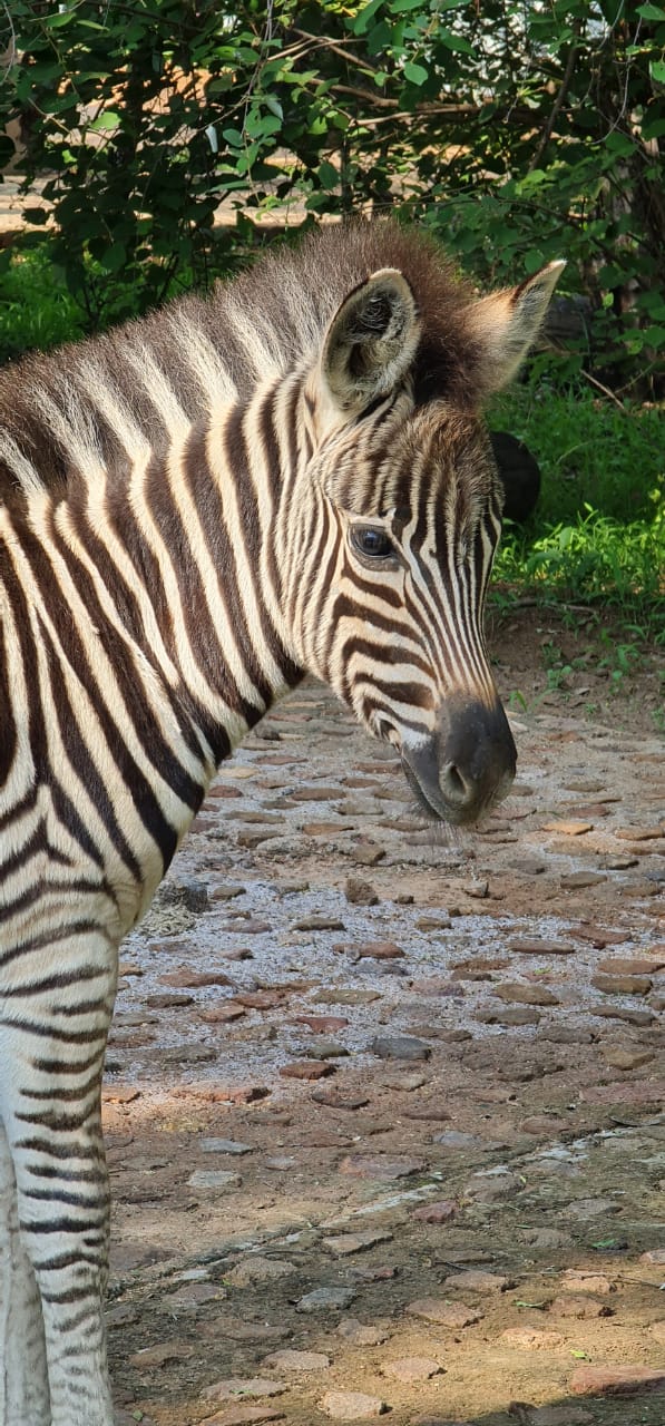 Zebra - Baby
